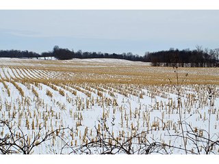 Property photo 8 - AUCTION, 206 Contiguous Acres offered in 5 Tracts